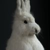 Ausgestopfter Polarhase Ausgestopfter Polarhase