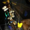 Design vitrine met kleurrijke vlinders