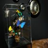 Design vitrine met kleurrijke vlinders