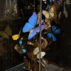 Design vitrine met kleurrijke vlinders