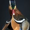 Opgezette mandarijneend Opgezette mandarijneend