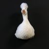 Opgezette witte kuifeend