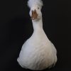 Opgezette witte kuifeend
