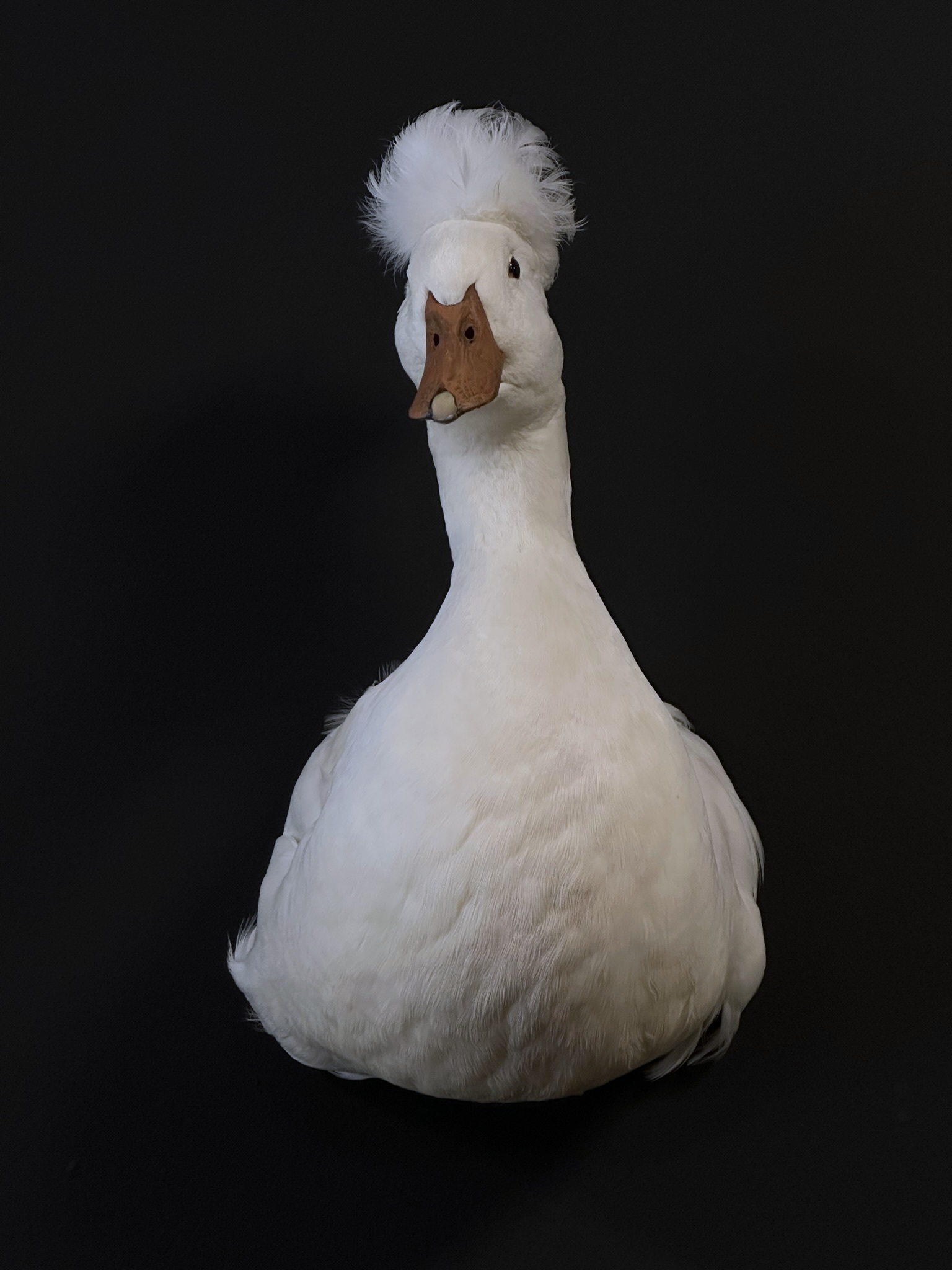 Opgezette witte kuifeend