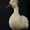 Opgezette witte kuifeend