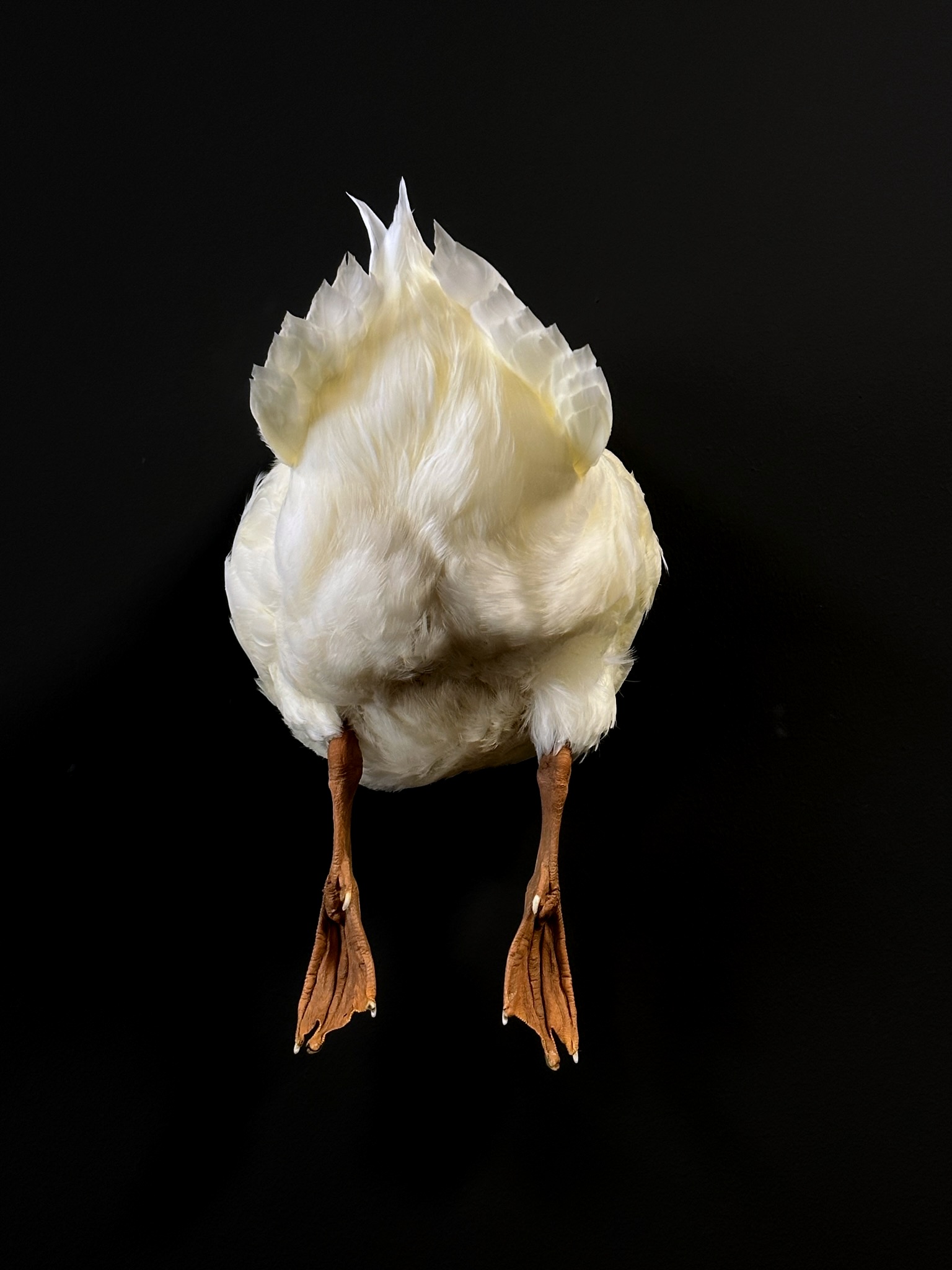 Opgezette achterkant van een witte kuifeend