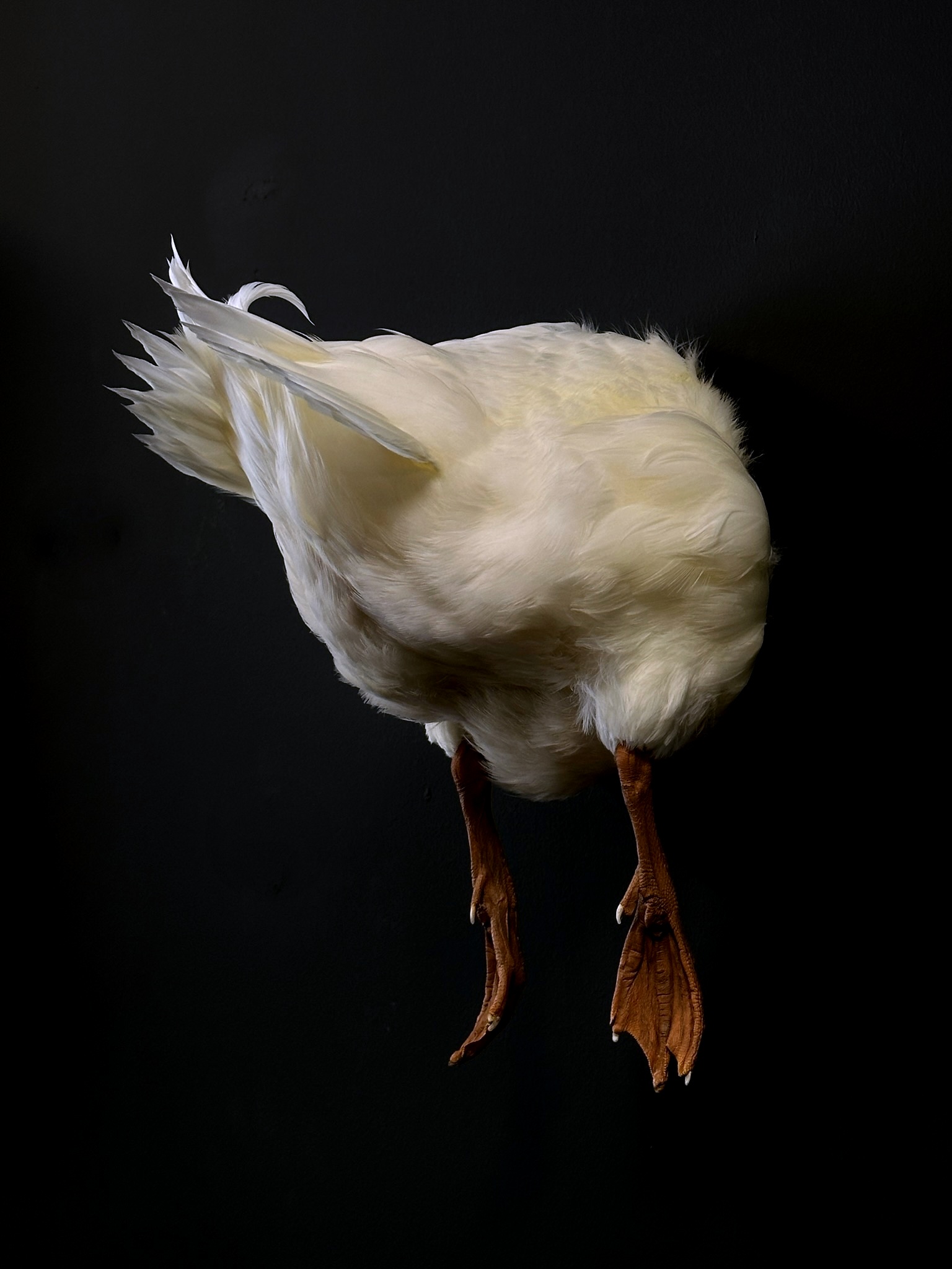 Opgezette achterkant van een witte kuifeend