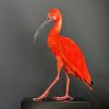 Opgezette ibis