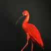 Opgezette ibis