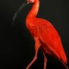 Opgezette ibis