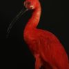 Opgezette ibis