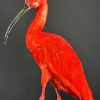 Opgezette ibis