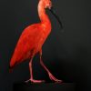 Opgezette ibis
