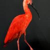 Opgezette ibis