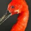 Opgezette ibis