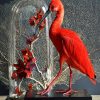 Opgezette ibis