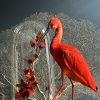Opgezette ibis