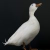 Opgezette witte eend