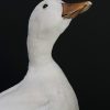 Opgezette witte eend