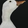 Opgezette witte eend