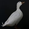 Opgezette witte eend
