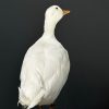 Opgezette witte eend