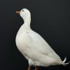 Opgezette witte eend