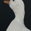 Opgezette witte eend