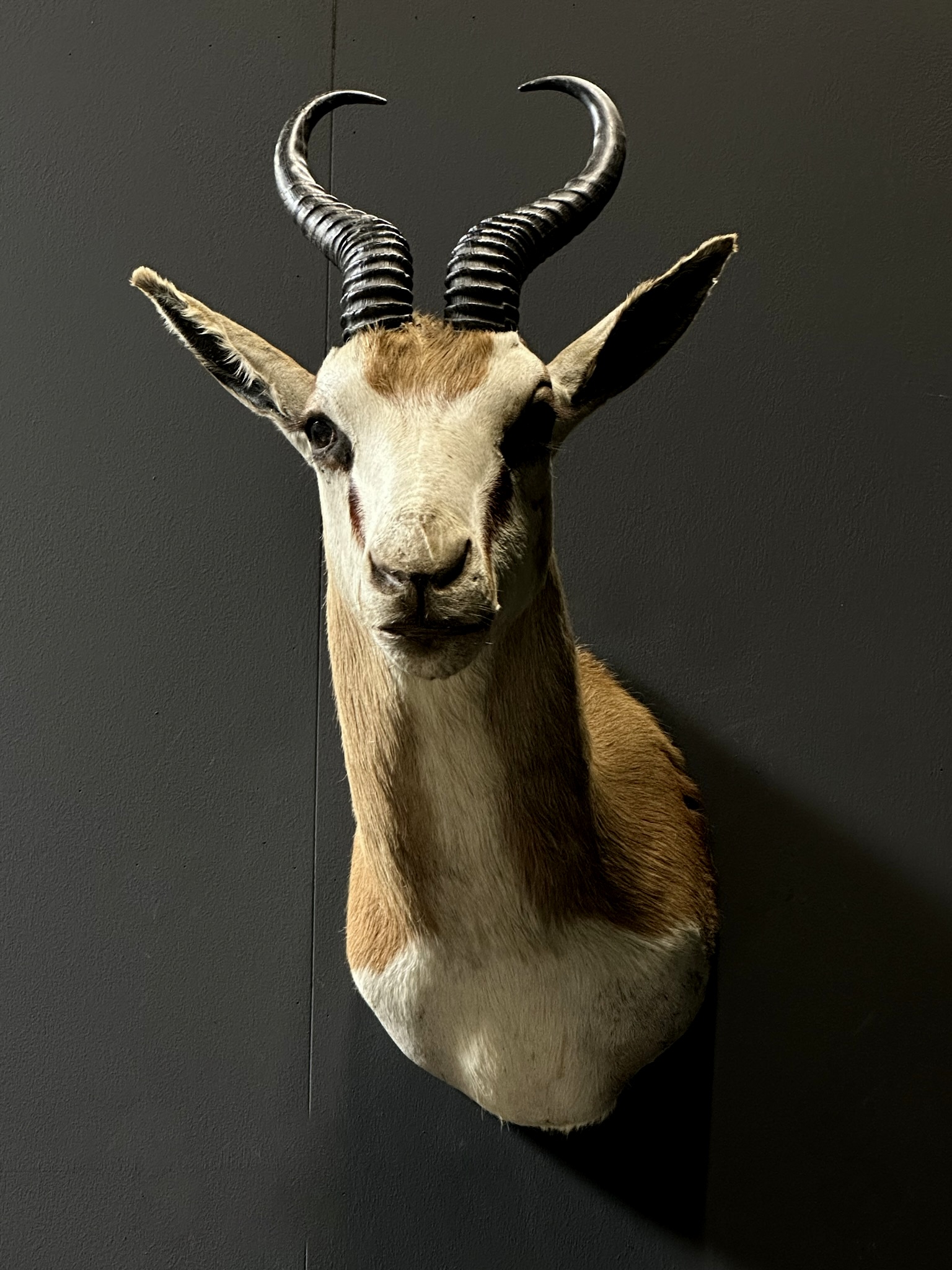 Opgezette springbok