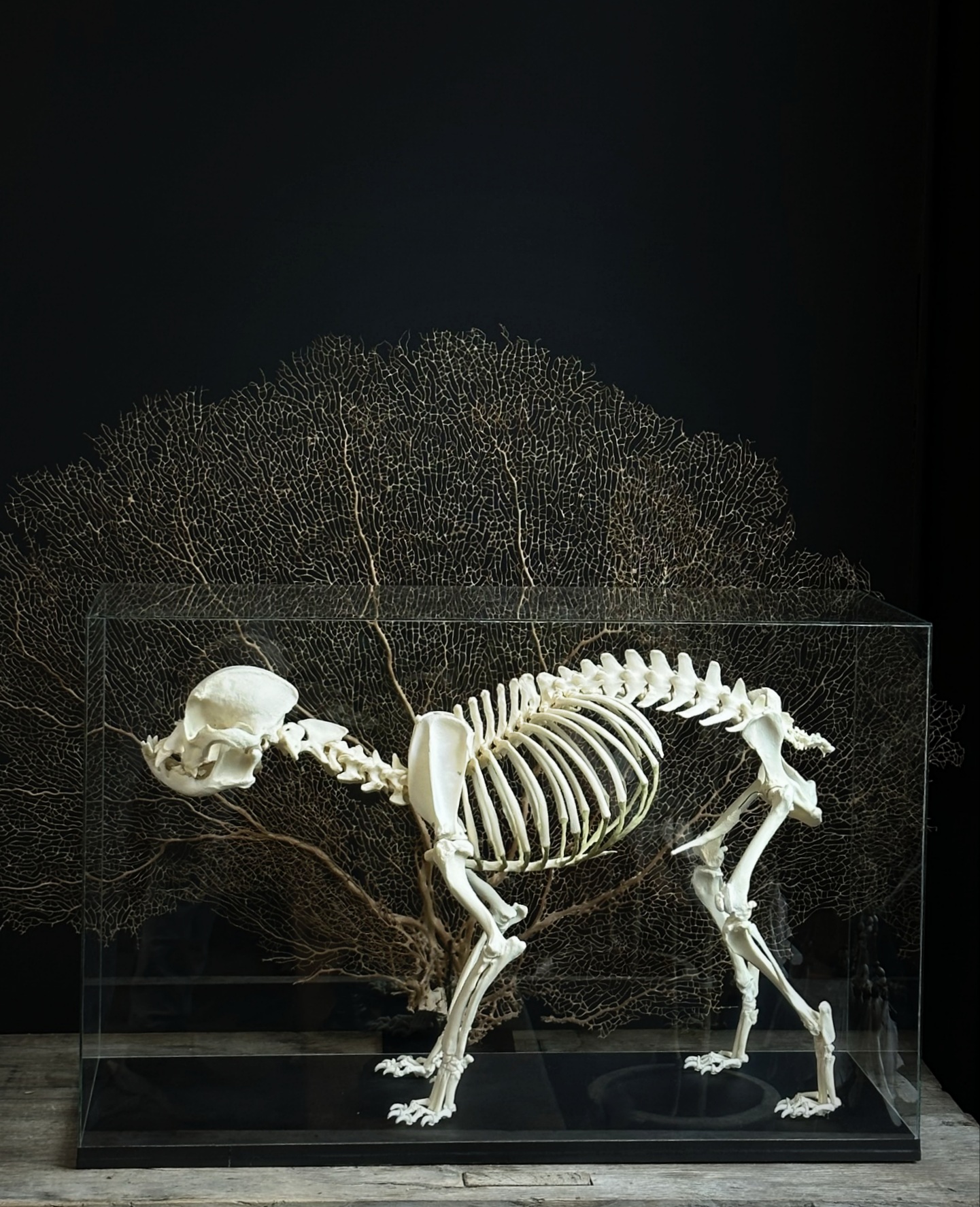 Skelet van een volwassen Engelse buldog