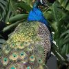 Opgezette blauwe pauw Opgezette blauwe pauw