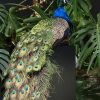 Opgezette blauwe pauw Opgezette blauwe pauw