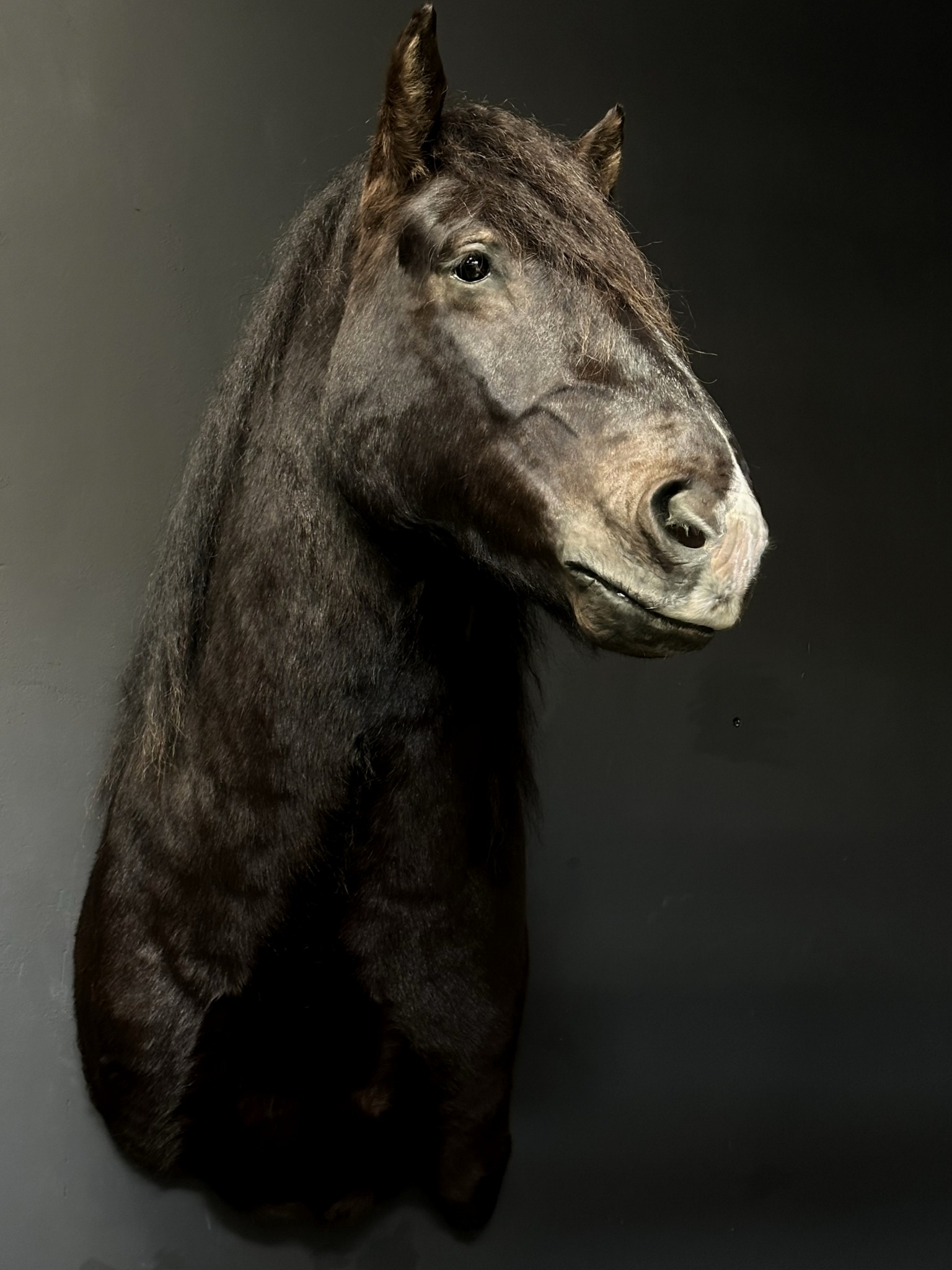 Opgezet hoofd van een paard XXL