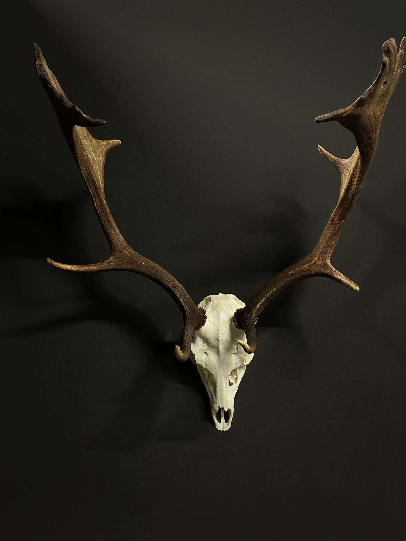 Fallow deer antlers BEAST Interiors