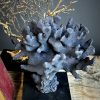 Stylophora Pistillata Coral Replic Stylophora Pistillata Coral Replic