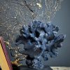 Stylophora Pistillata Coral Replic