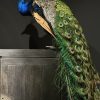 Opgezette blauwe pauw