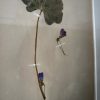 Antieke Zweedse herbarium pagina's Antieke Zweedse herbarium pagina's