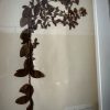 Antieke Zweedse herbarium pagina's Antieke Zweedse herbarium pagina's