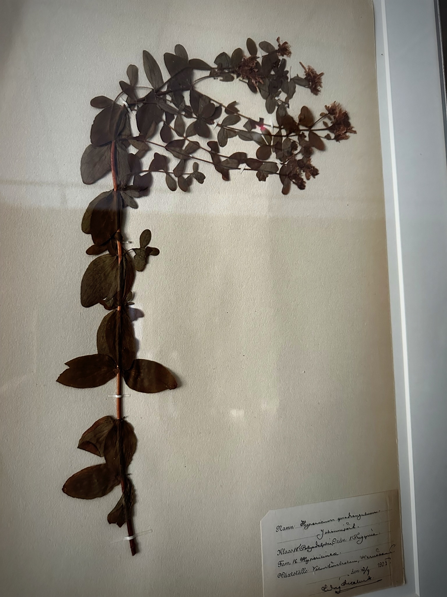 Antieke Zweedse herbarium pagina's