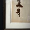 Antieke Zweedse herbarium pagina's Antieke Zweedse herbarium pagina's