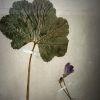 Antieke Zweedse herbarium pagina's Antieke Zweedse herbarium pagina's