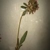 Antieke Zweedse herbarium pagina's Antieke Zweedse herbarium pagina's