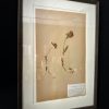 Antieke Zweedse herbarium pagina's Antieke Zweedse herbarium pagina's