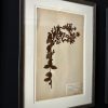 Antieke Zweedse herbarium pagina's Antieke Zweedse herbarium pagina's