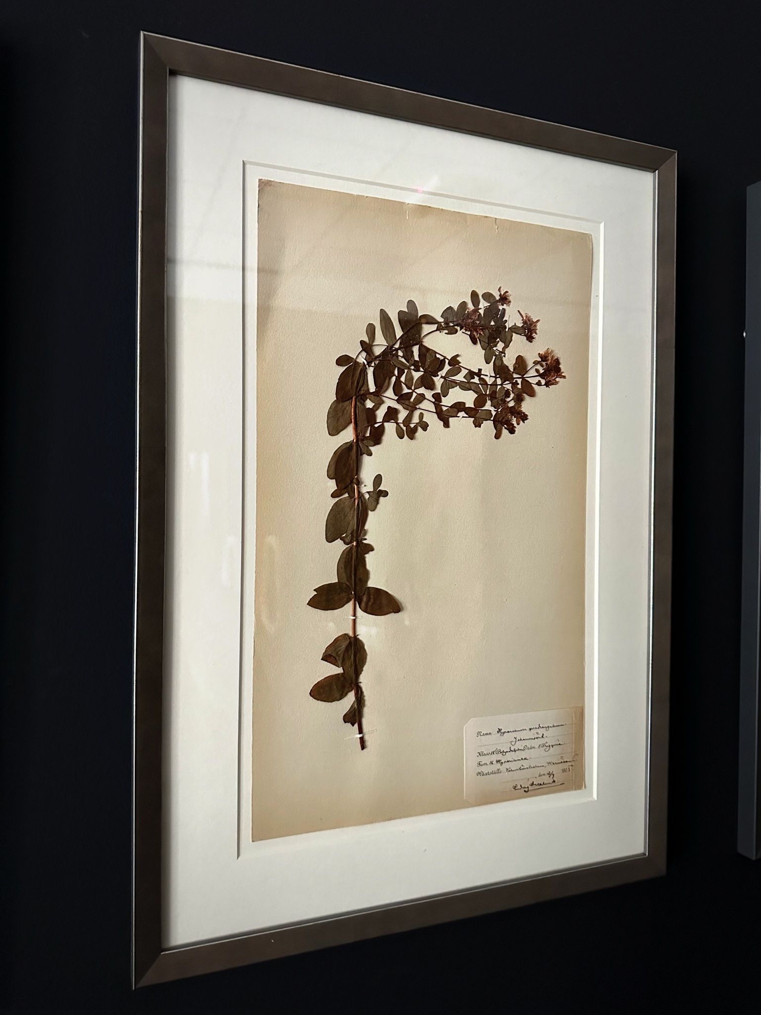 Antieke Zweedse herbarium pagina's