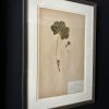 Antieke Zweedse herbarium pagina's Antieke Zweedse herbarium pagina's