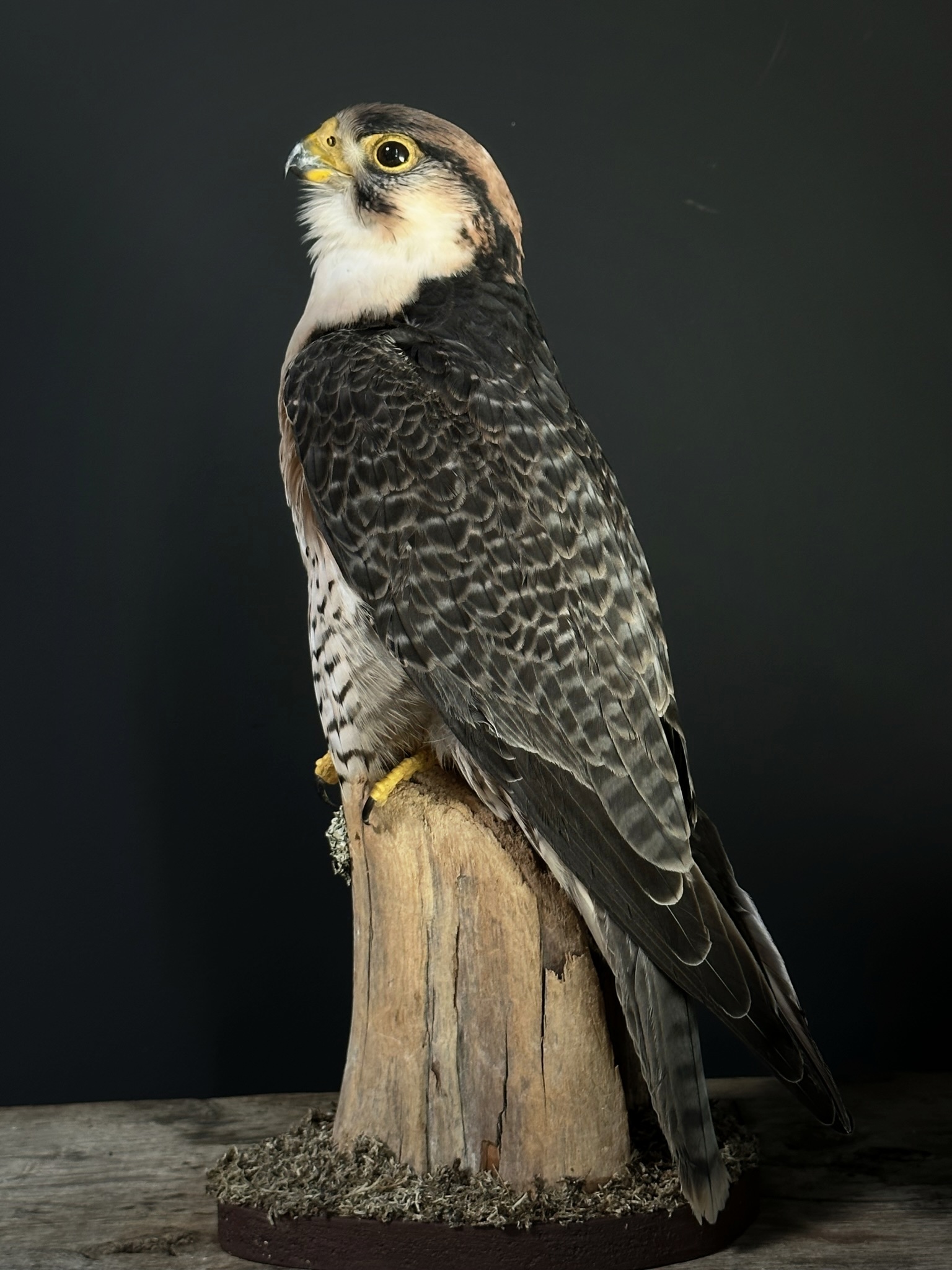 Opgezette Lannervalk (Falco biarmicus).