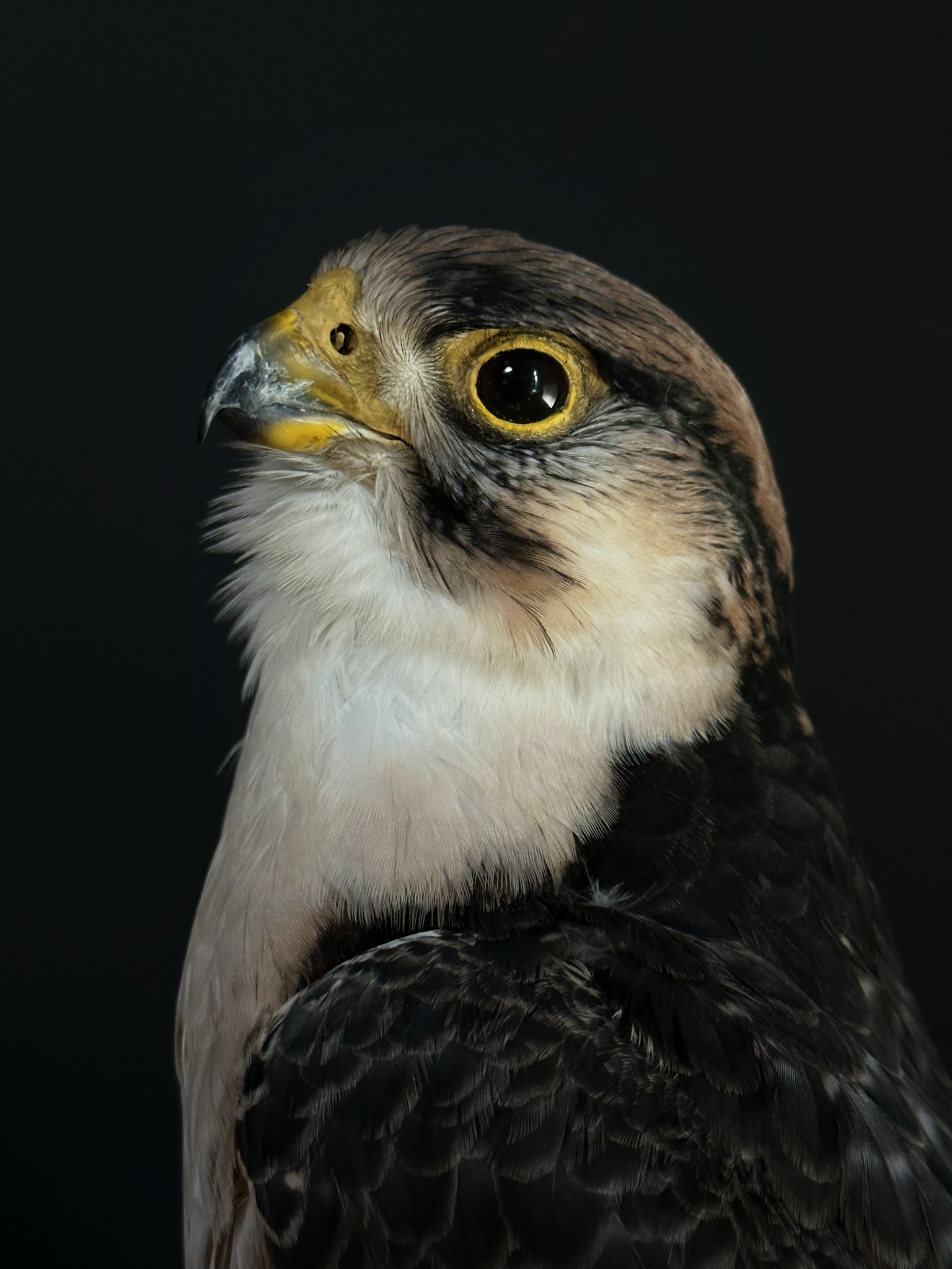 Opgezette Lannervalk (Falco biarmicus).