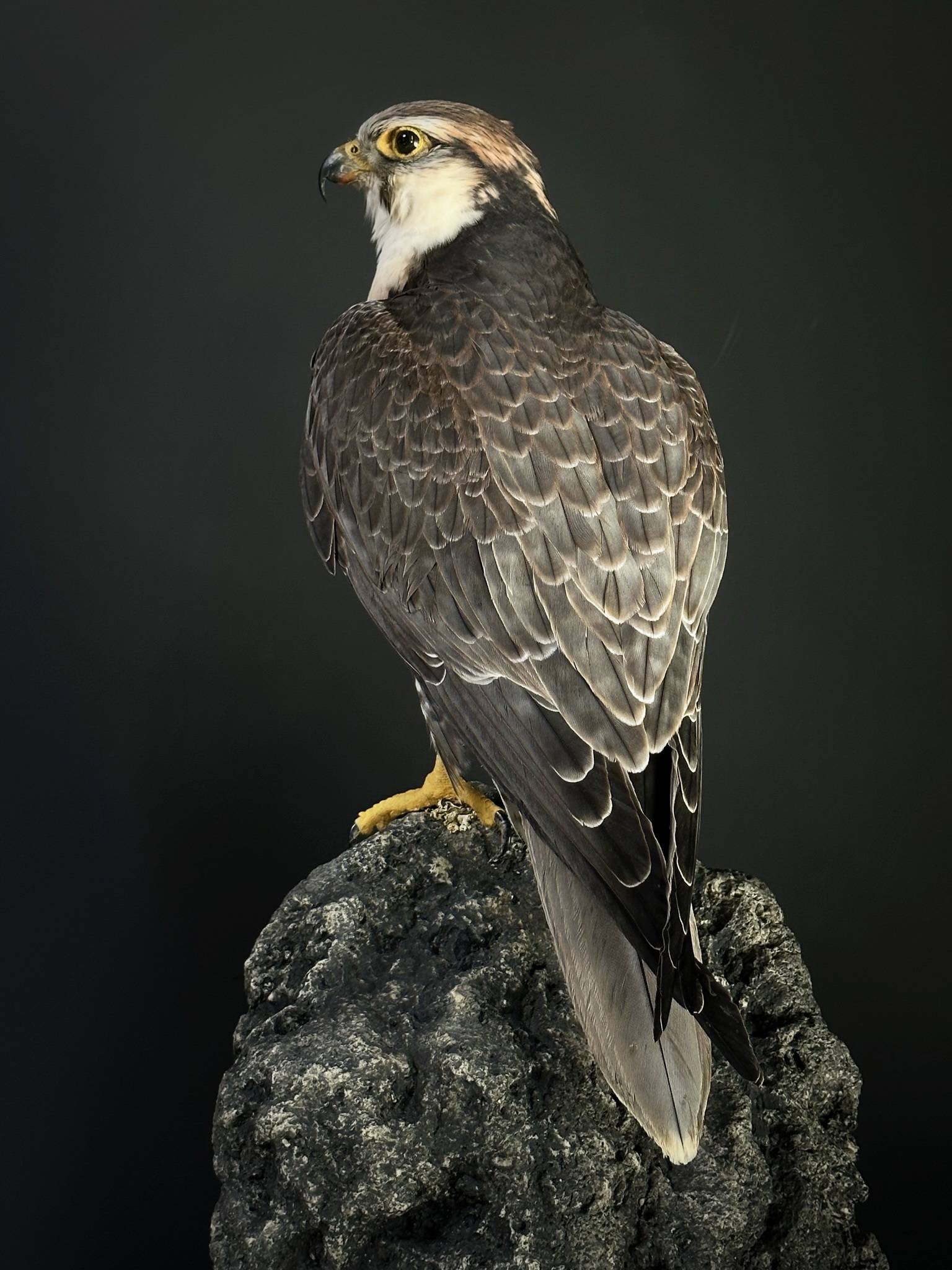 Opgezette Lannervalk (Falco jugger).